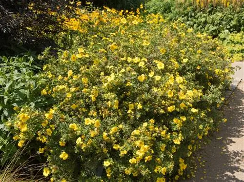 struiken in de voortuin