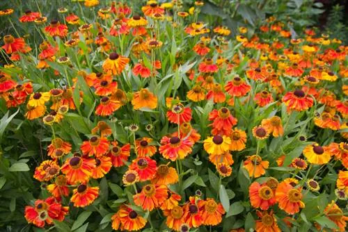 front yard perennials