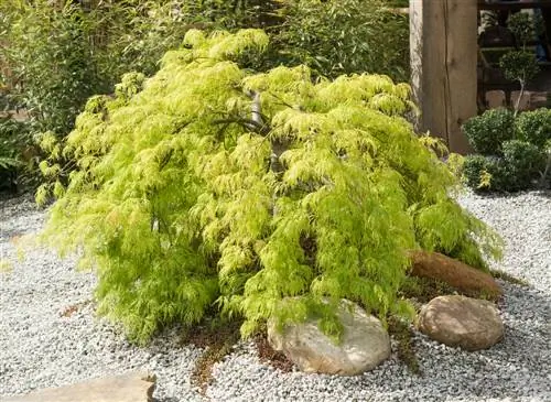 zen garden plants