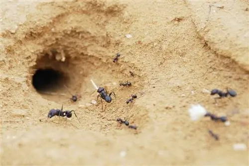 formigas na caixa de areia