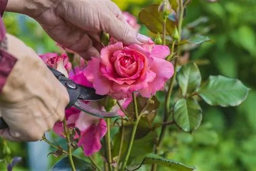 Affilare le forbici per rose: come farlo in modo semplice e veloce?