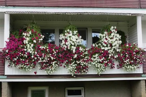 balkonplanten op het noorden