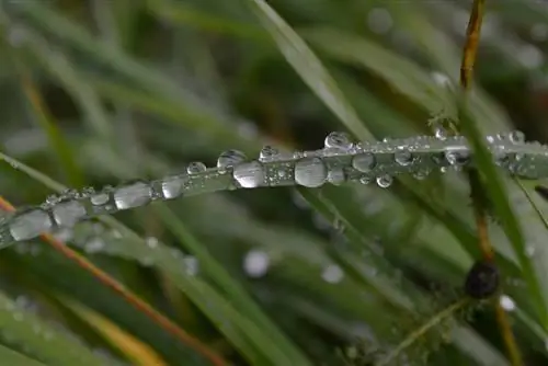 Cortar el césped cuando llueve: cómo hacerlo correctamente