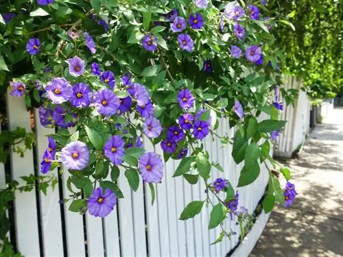 Fence plants: How to create lively decorations and privacy screens