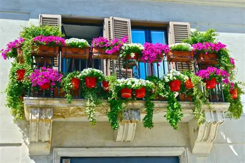 Mimea yenye jua kali: vidokezo vya kubuni kwa balcony inayoelekea kusini