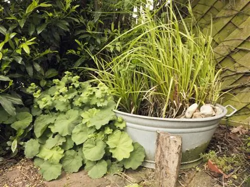 zinc tub planting pond