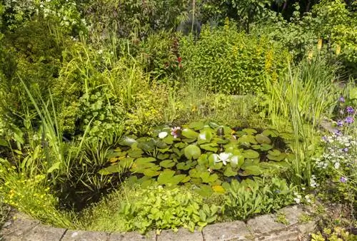 Een geprefabriceerde vijver planten: hoe u de juiste planten kiest