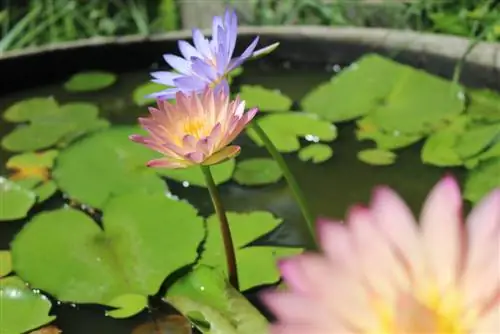 Mini plantes d'estany: selecció, instruccions i consells de cura