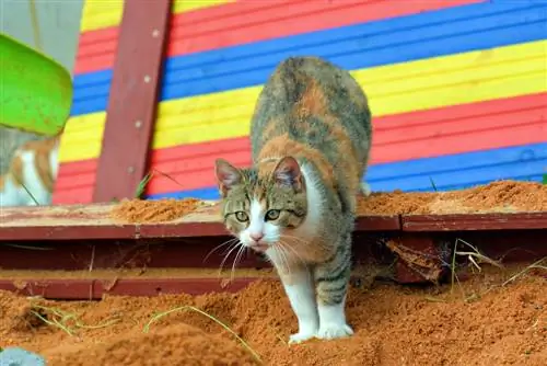 Protect sandbox from cats: Effective measures & tips