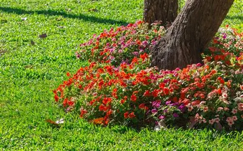 planten onder bomen