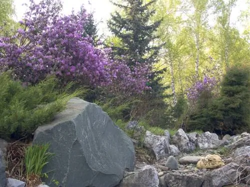 Penanaman cantik di bawah pokok cemara dengan bunga dan pokok