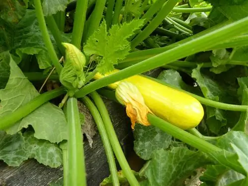 Second year in the raised bed: optimal planting & care