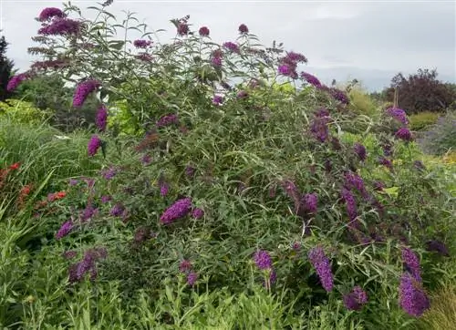 privacy plants