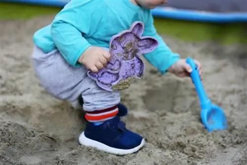 Mold in the sandpit: causes, control and prevention