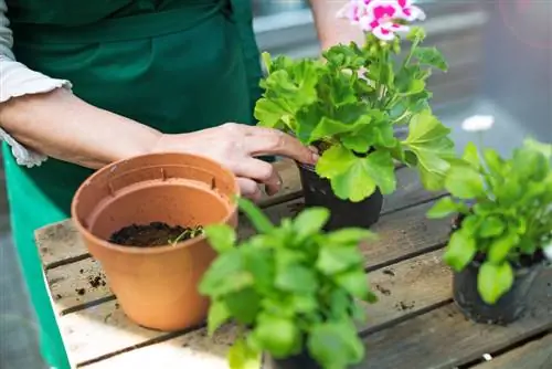 plantarea ghivecelor de flori