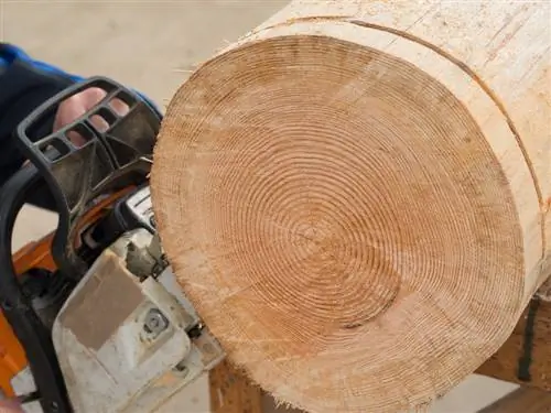 tagliare il tronco dell'albero a fette