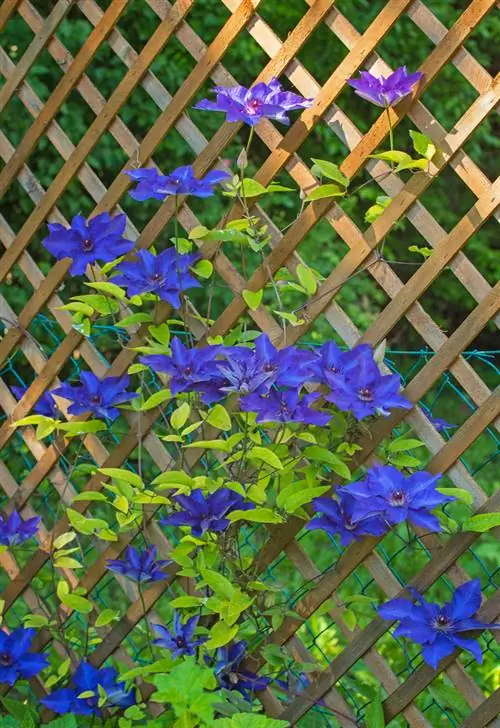 Planting trellises: The most beautiful climbing plants & tips