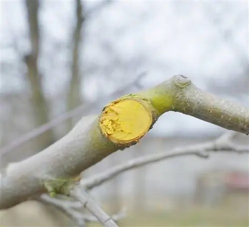 trattamento del tronco d'albero