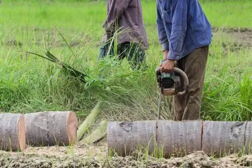 Dispose of tree trunks