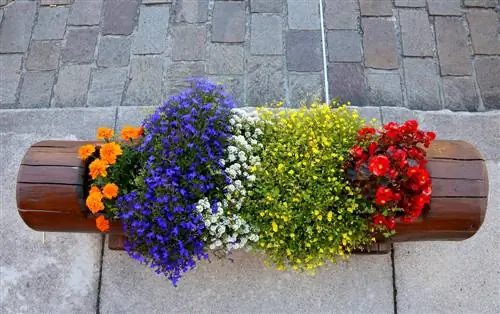 Een boomstronk uithollen: tips voor een rustieke plantenbak