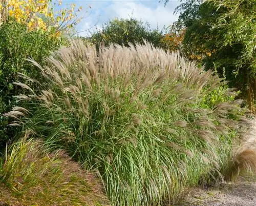 plantas de grama