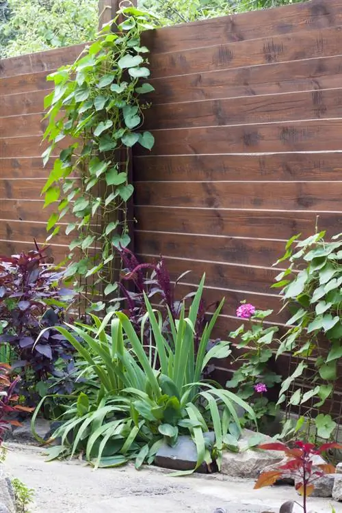 Small garden: space-saving privacy screen for compact garden oases