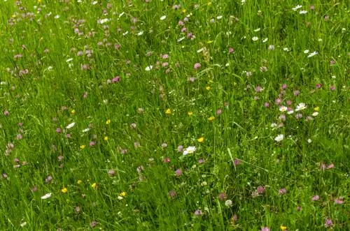 natuurlijke tuinideeën