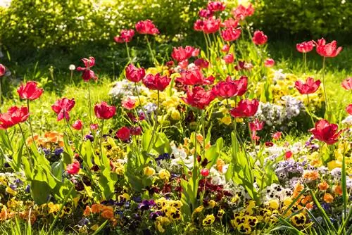 Onderhoudsvriendelijke planten: dromerige bloemen voor elke tuin