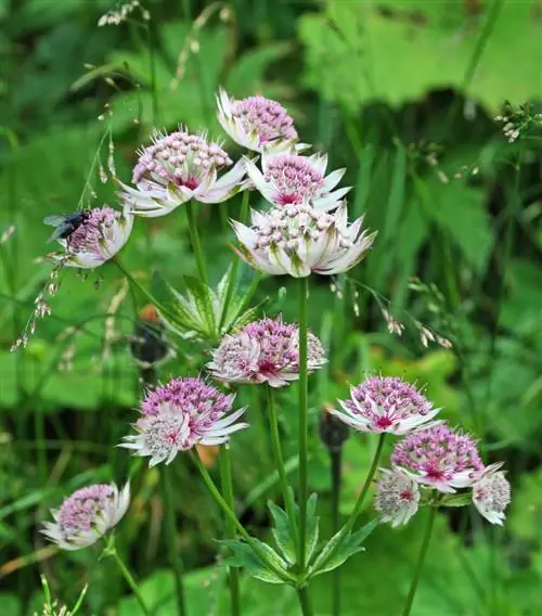 natuurlijke tuinplanten