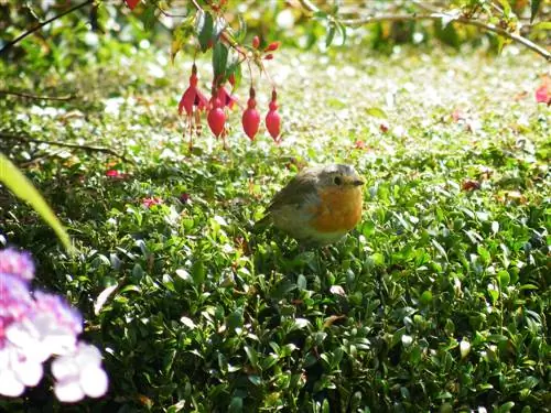 Creëer een natuurlijke tuin: stap voor stap naar een groen paradijs