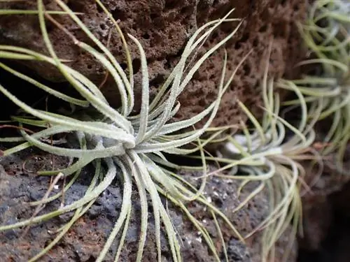 plantar pedra de lava