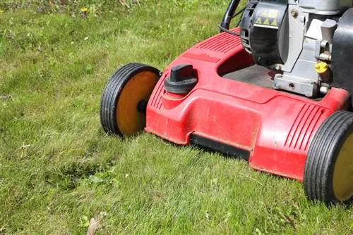 Weeds in the lawn: Fight them successfully by scarifying