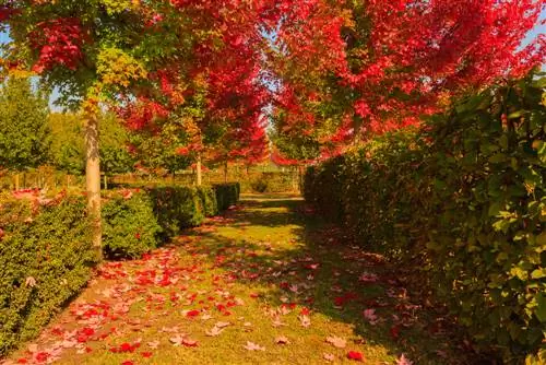 bomen als privacyschermen