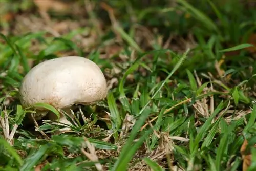 paddenstoelen verzamelen