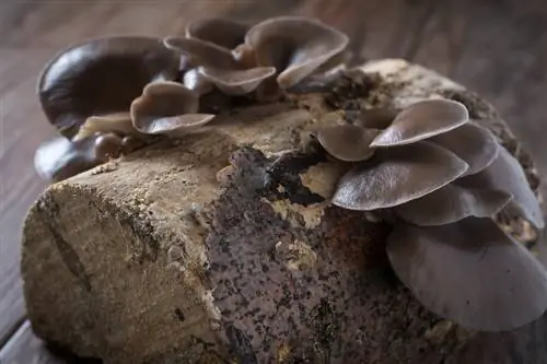 oyster mushrooms-growing-wood