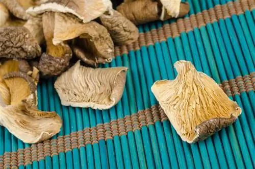 Oyster mushrooms Shelf life: This keeps them fresh for longer