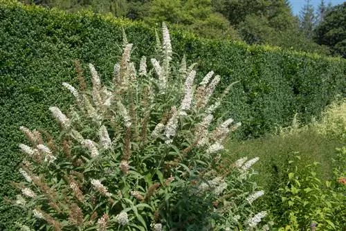 distance de plantation du buddleia