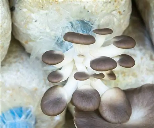 Coltivare i funghi cardoncelli sulla paglia: perché la paglia di grano è l'ideale