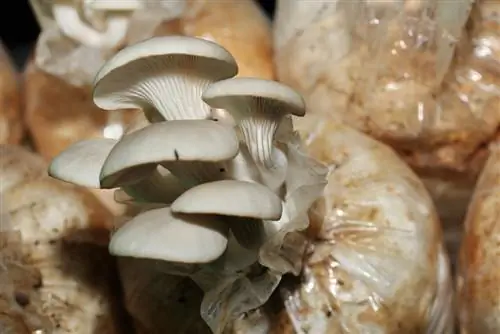 Coltivare i funghi cardoncelli: semplici istruzioni per la casa e il giardino