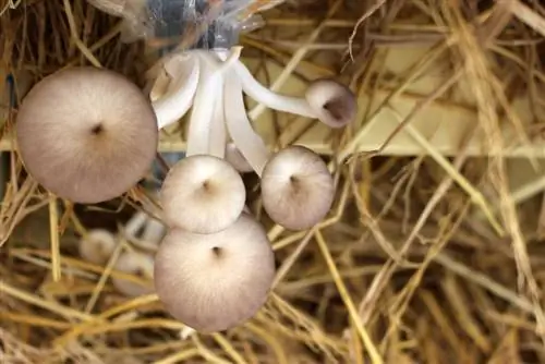 Coltivazione di funghi cardoncelli e fondi di caffè