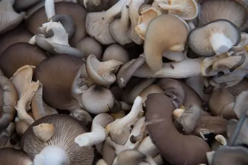 Oyster mushroom mol