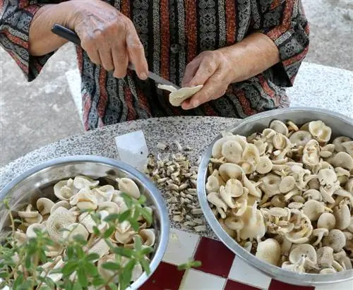 Malinis na oyster mushroom