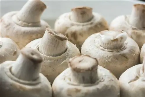 Mga puting sinulid sa mushroom: amag o hindi nakakapinsalang mycelium?