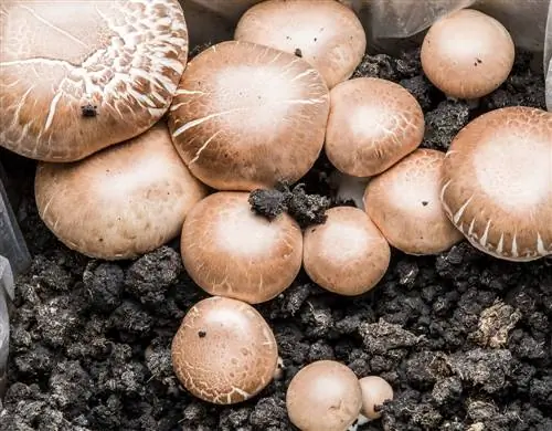 Grow your own stone mushrooms - enjoy mushrooms from your own balcony