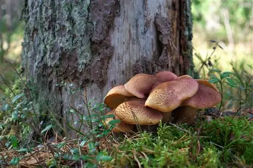 Culture des champignons à calotte brune : étape par étape vers le bonheur des champignons