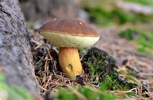 Wanneer zijn bruine hoeden rijp? Tips voor het plukken van paddenstoelen