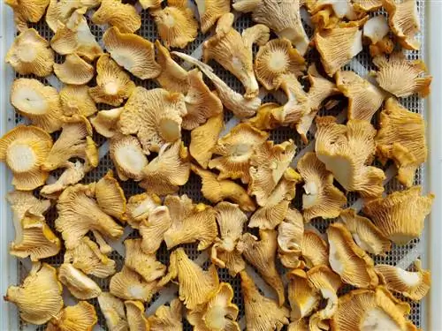 chanterelles сактоо