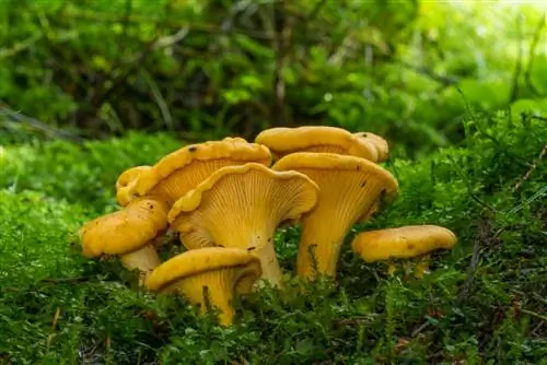 Chanterelle xüsusiyyətləri