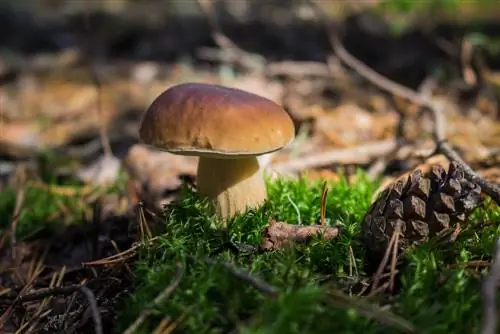 encontrar hongos porcini