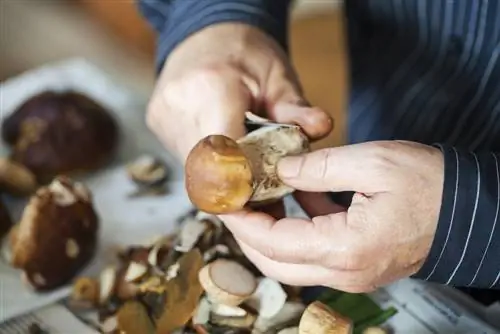 Clean porcini mushrooms: This is how they become clean and tasty